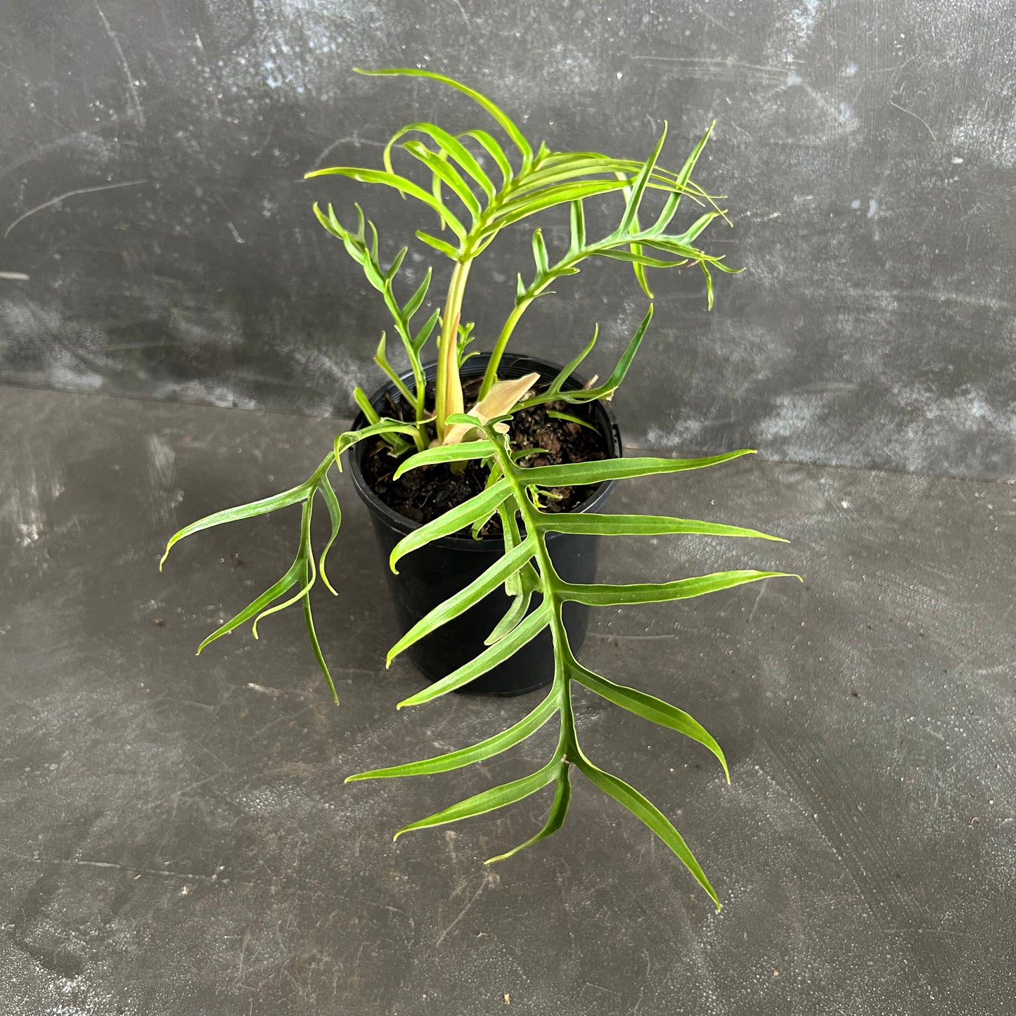 Philodendron Tortum 125mm