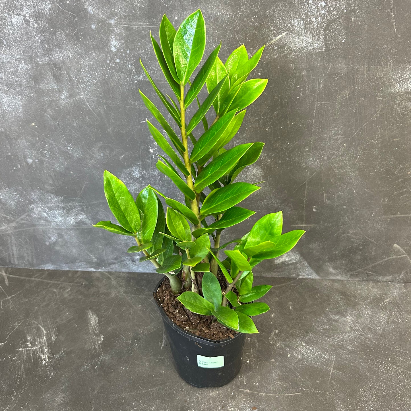 ZZ Plant 125mm