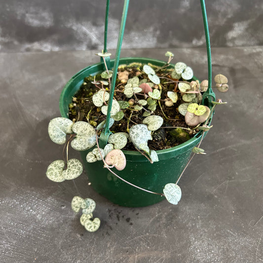 Chain of Hearts 140mm