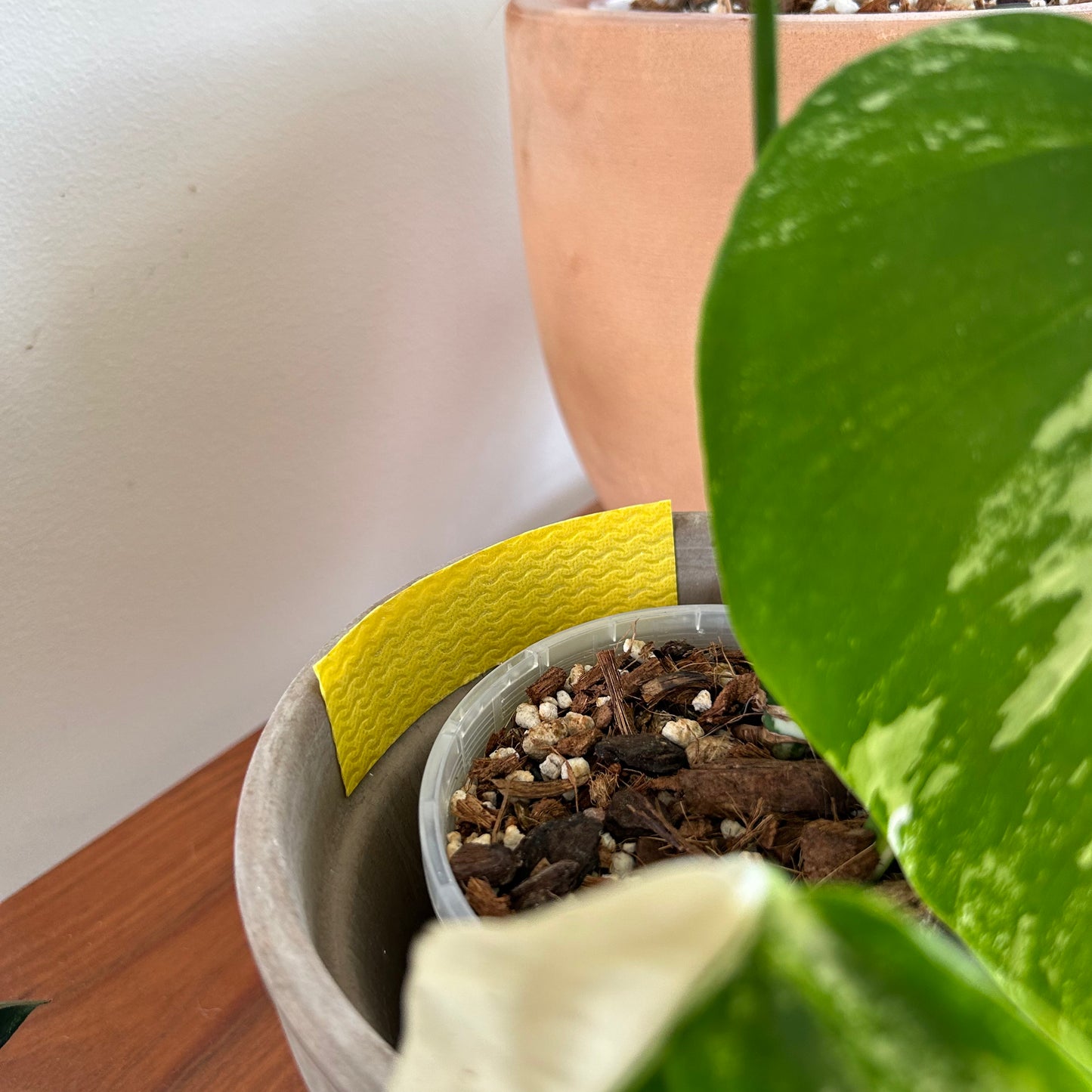 Compostable Pest Traps