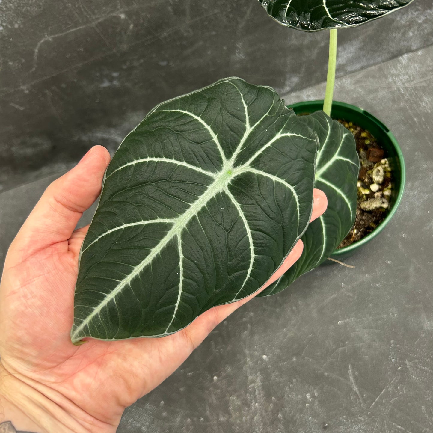 Alocasia Black Velvet 140mm