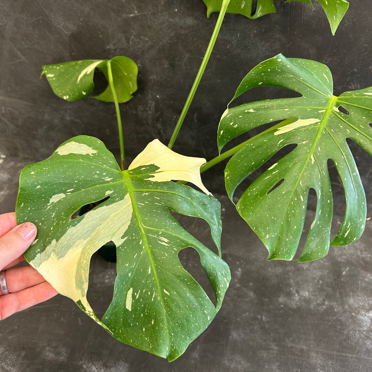 Monstera Thai Constellation 130mm