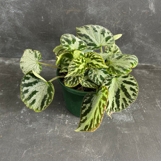 Begonia Silver Jewel 140mm