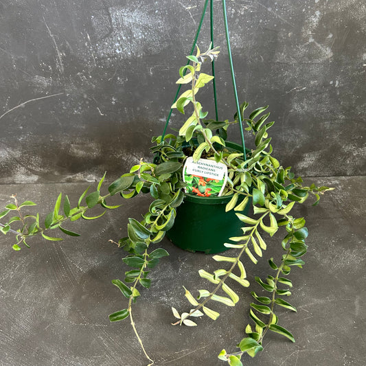 Curly Lipstick Plant 140mm