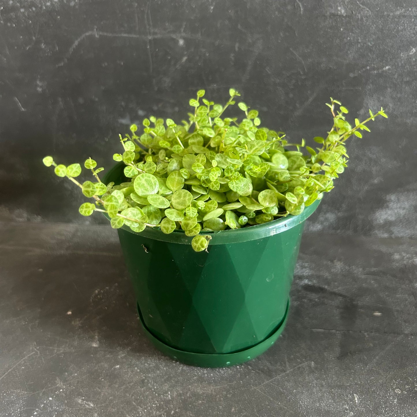 String of Turtles 130mm