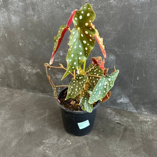 Polka Dot Begonia 130mm