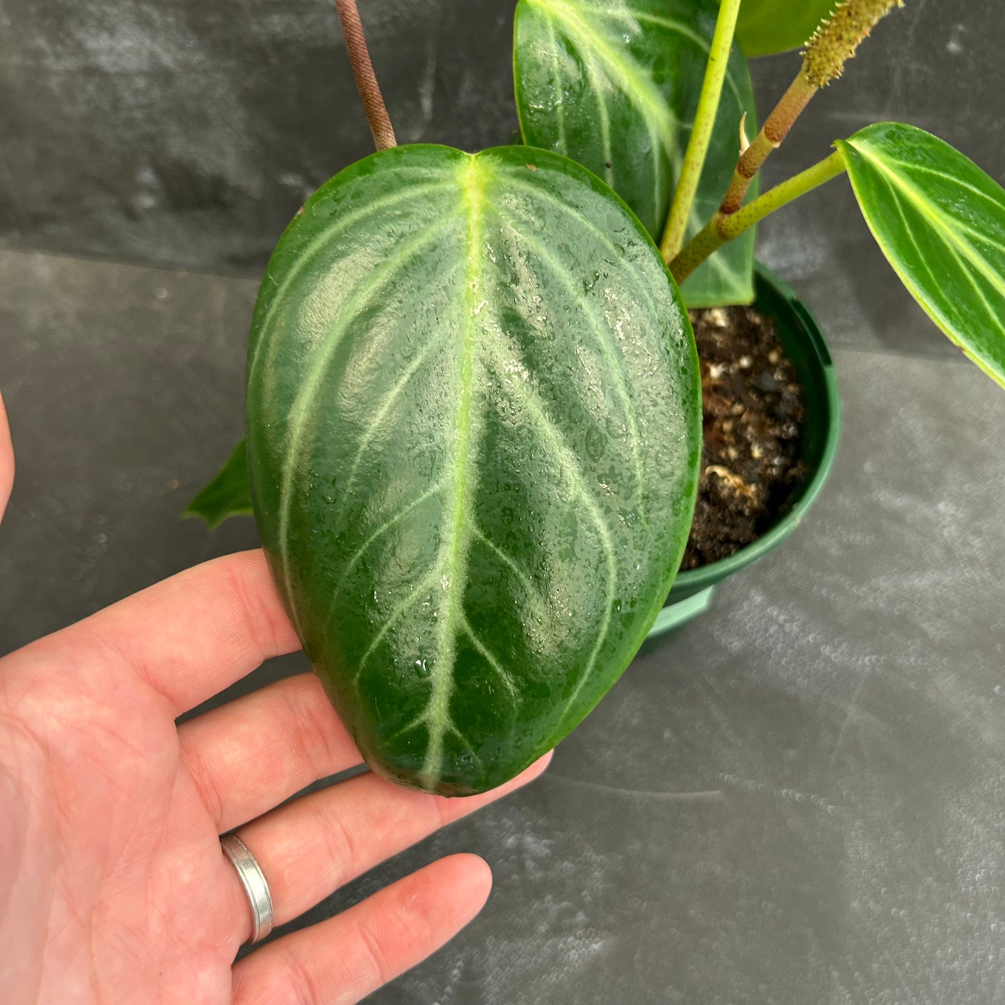 Peperomia Xian Cao 140mm