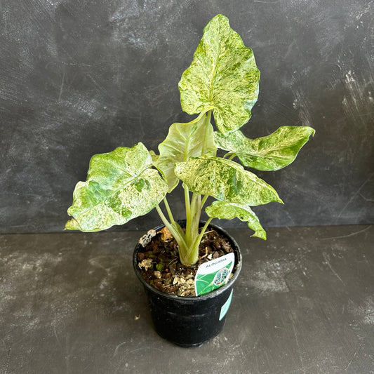 Alocasia Batik Variegated 130mm