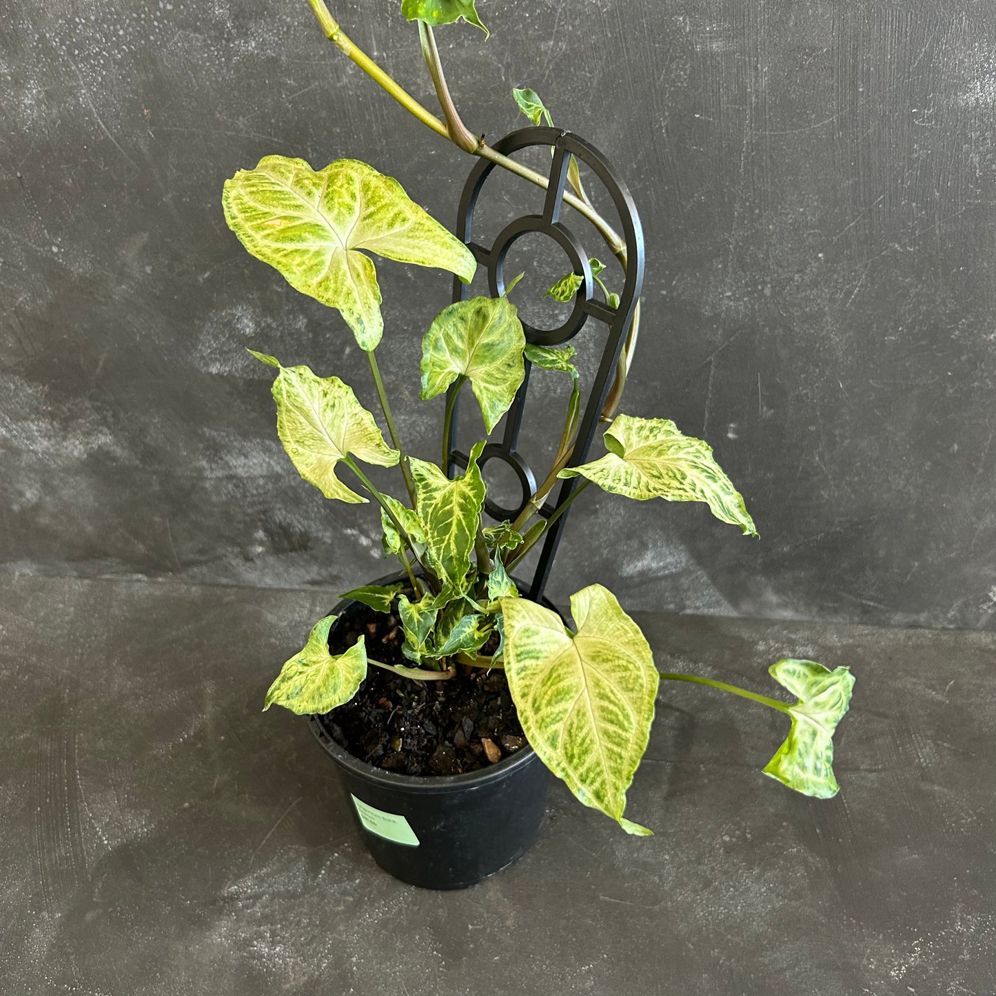 Syngonium Batik 130mm