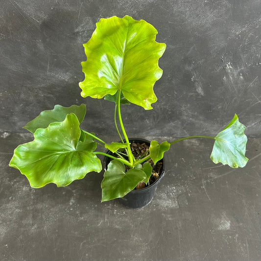 Philodendron Hope 130mm