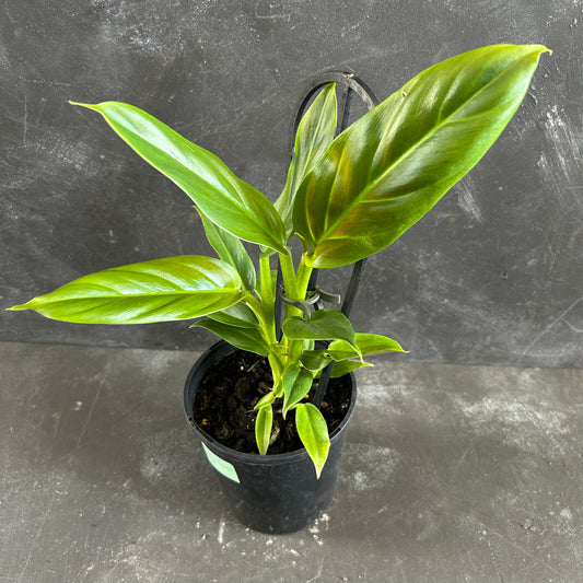 Philodendron Subhastum 125mm
