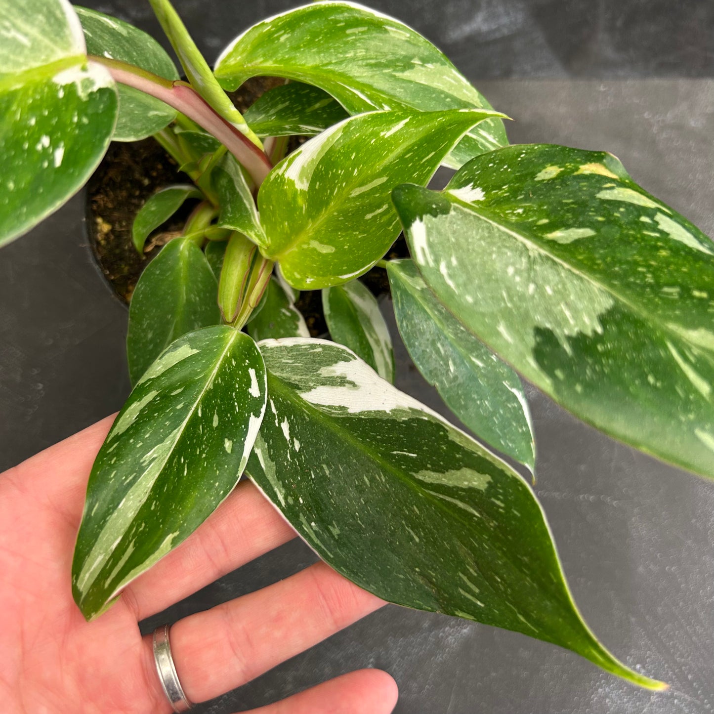 Philodendron White Princess 120mm