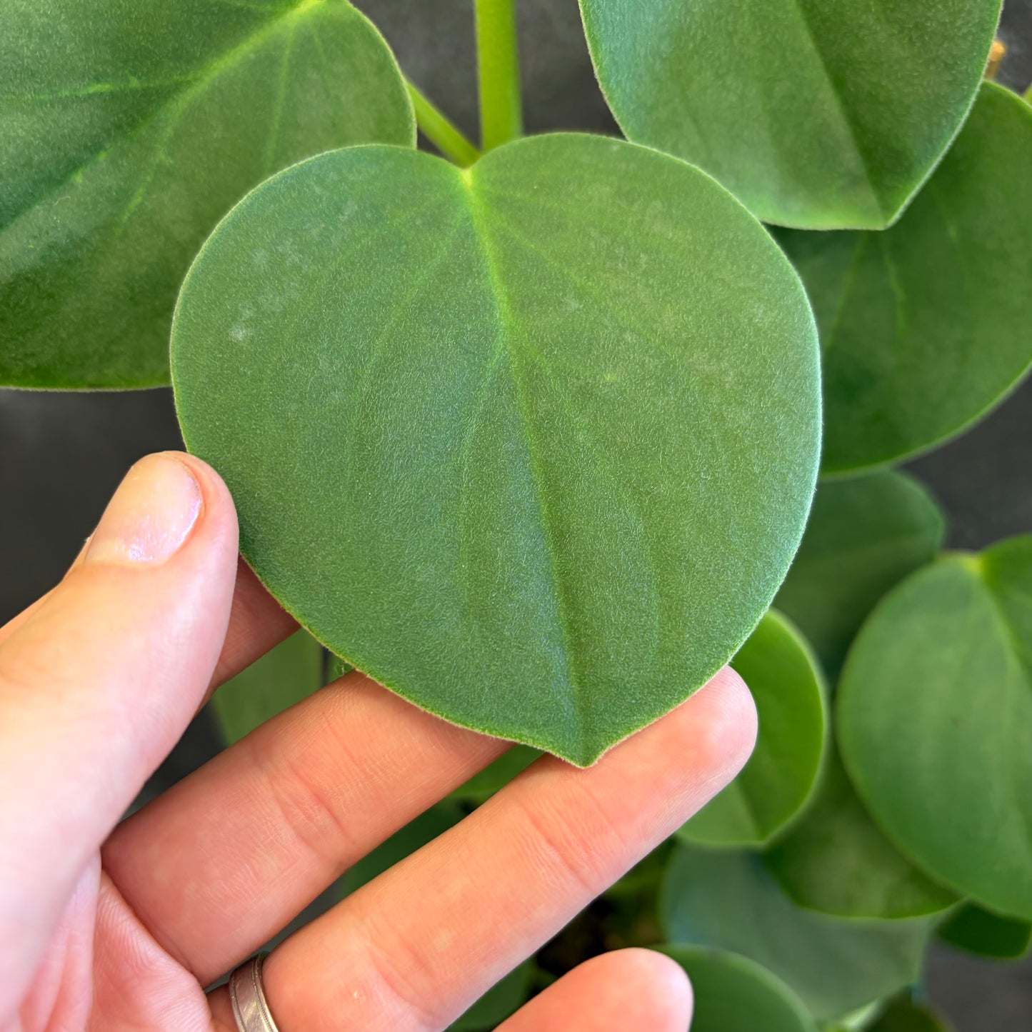 Peperomia Incana 175mm