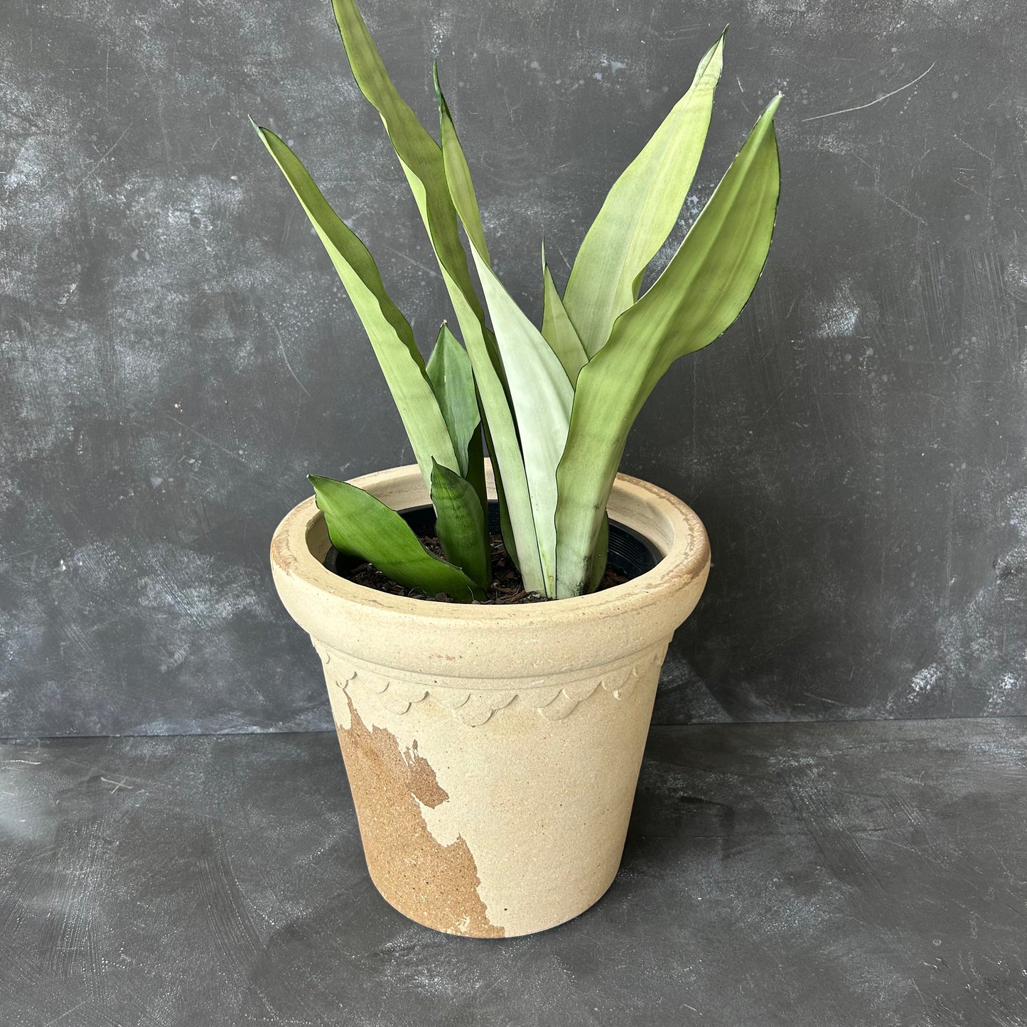 Castle Pot by Nipots 26cm - PICKUP/ACT DELIVERY ONLY