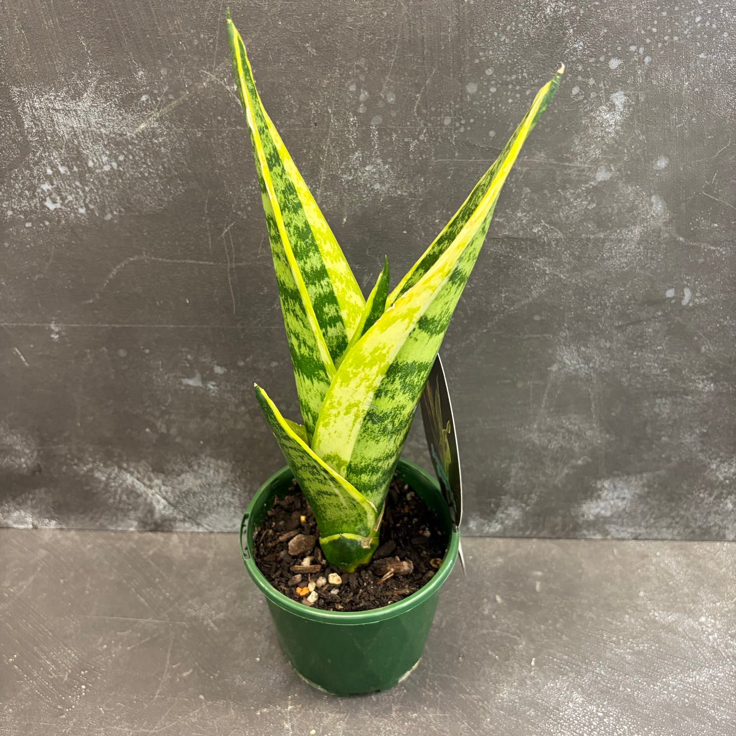 Sansevieria Superba 100mm