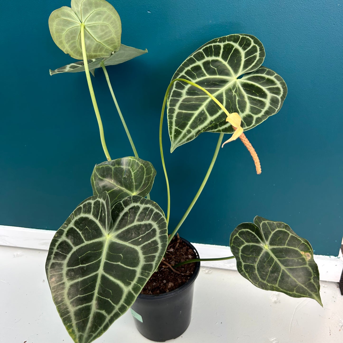 Anthurium Clarinervium 180mm