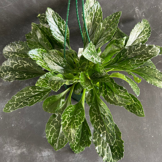 Chirita Sinensis 170mm