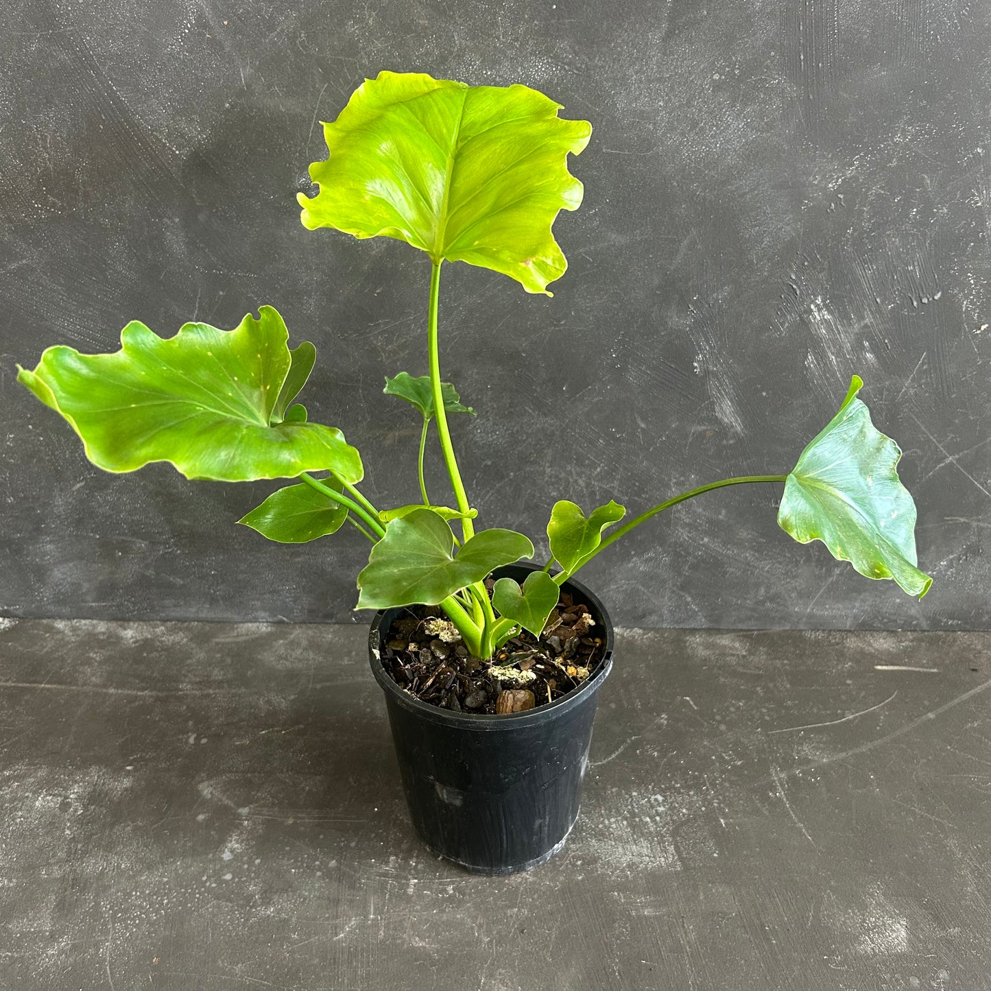 Philodendron Hope 130mm