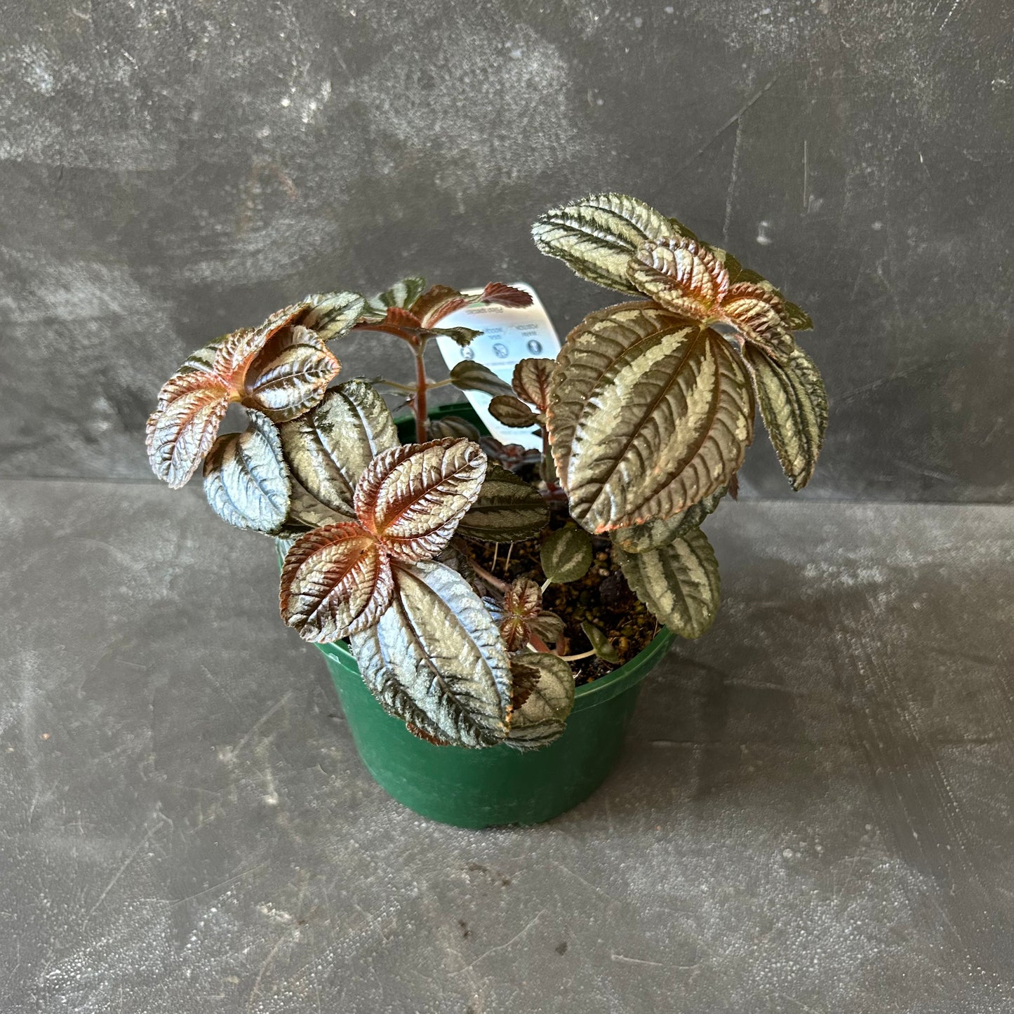 Pilea Involucrata 140mm