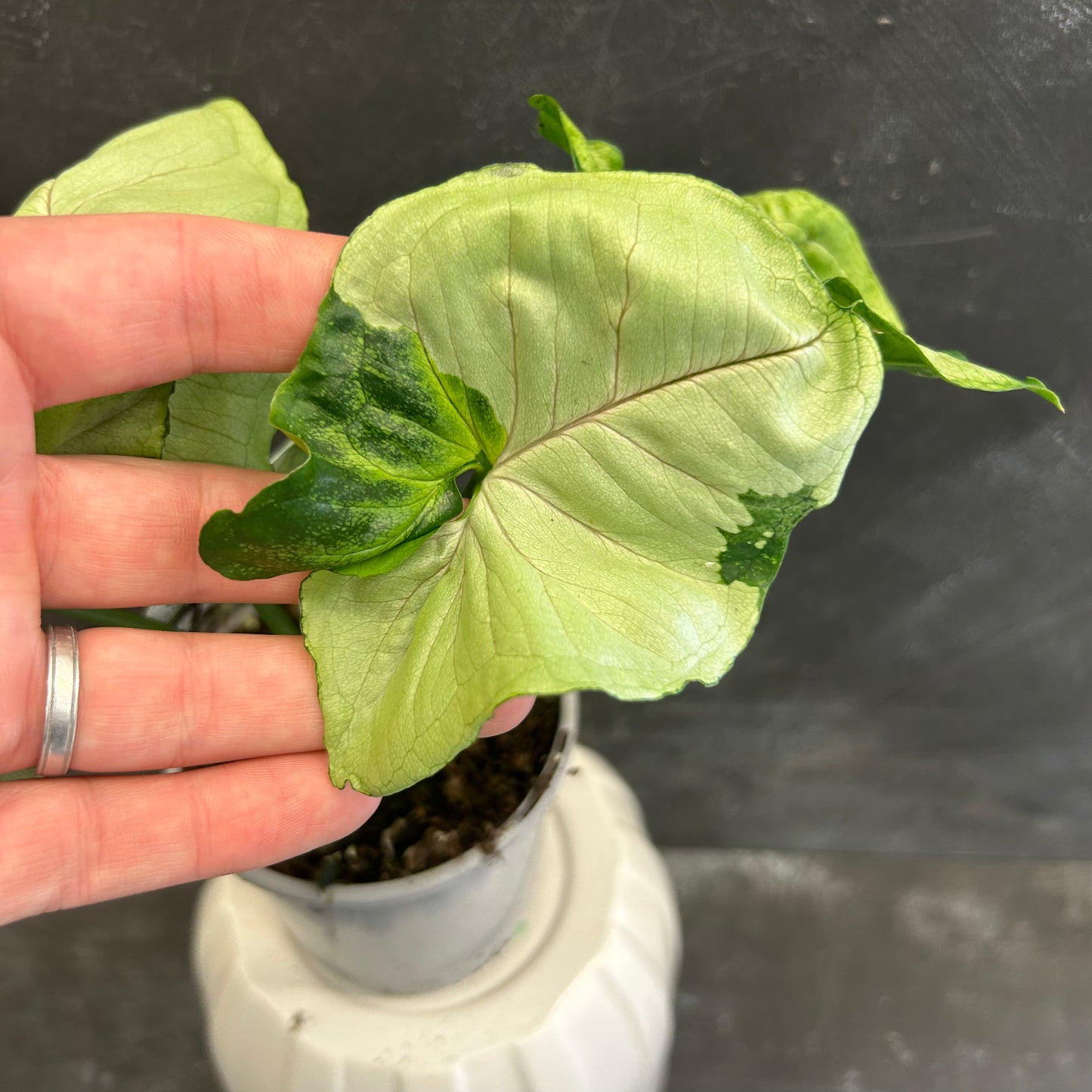 Syngonium T24 105mm