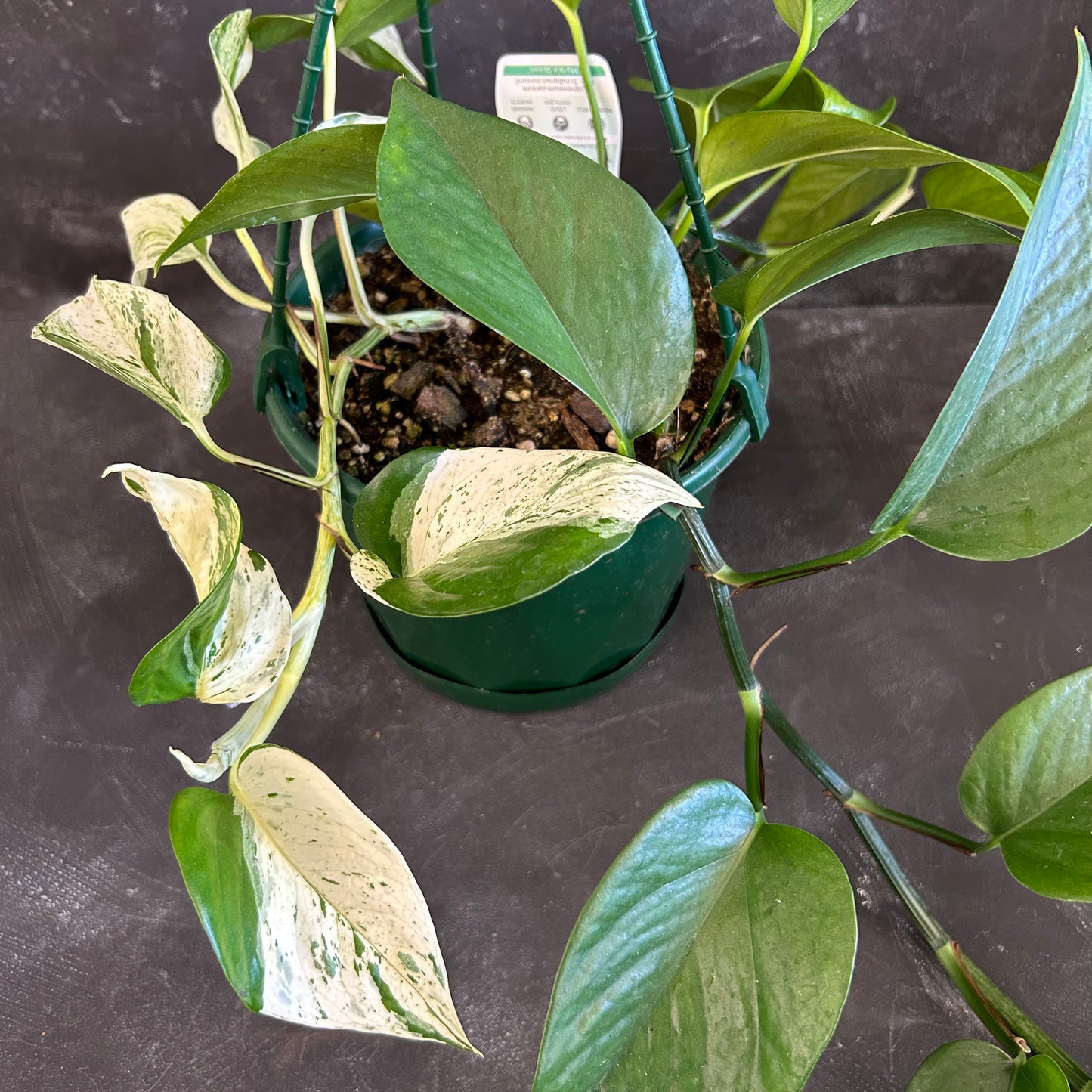 Marble Queen Pothos 175mm