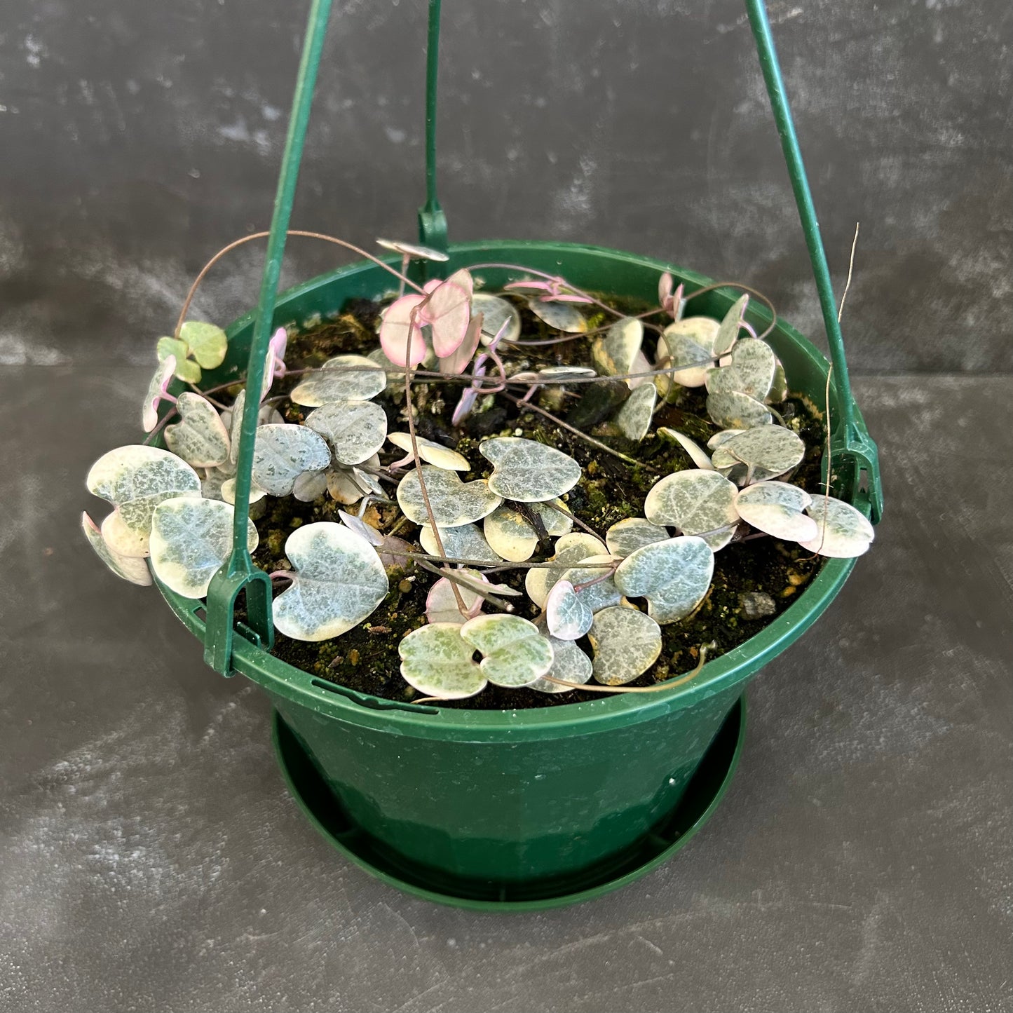Chain of Hearts Variegated 170mm