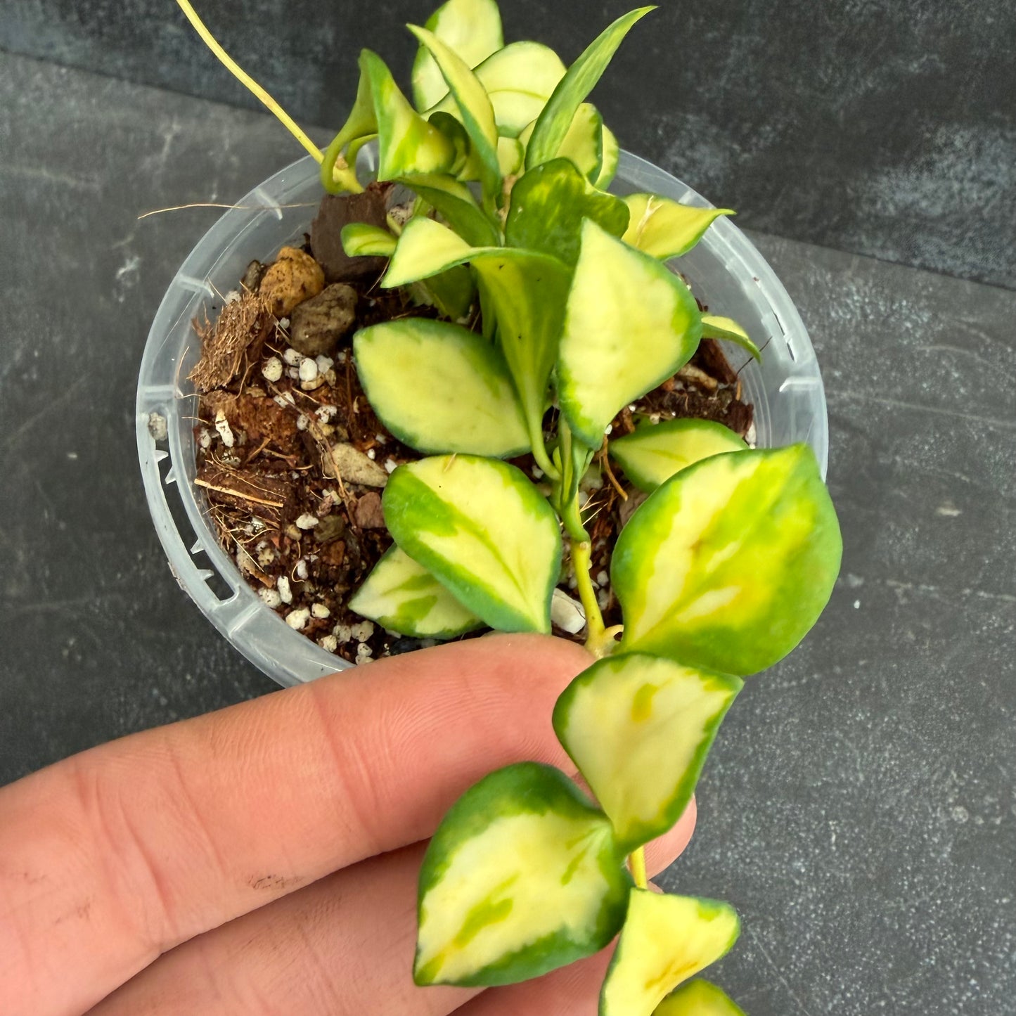 Hoya Heuschkeliana Variegata 90mm