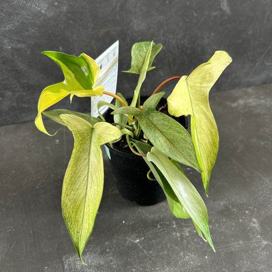 Philodendron Florida Ghost 125mm