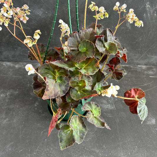Begonia Copper Sunset 170mm