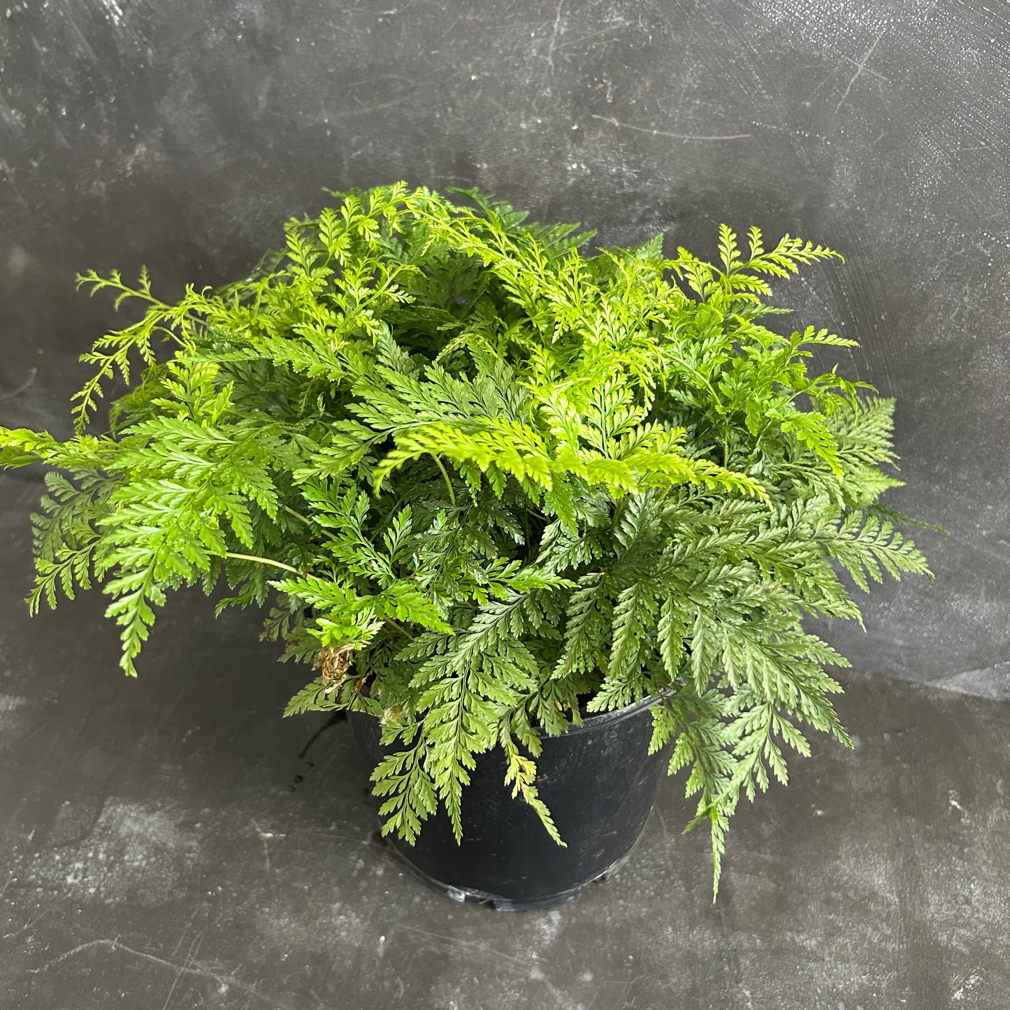 White Rabbits Foot Fern 200mm