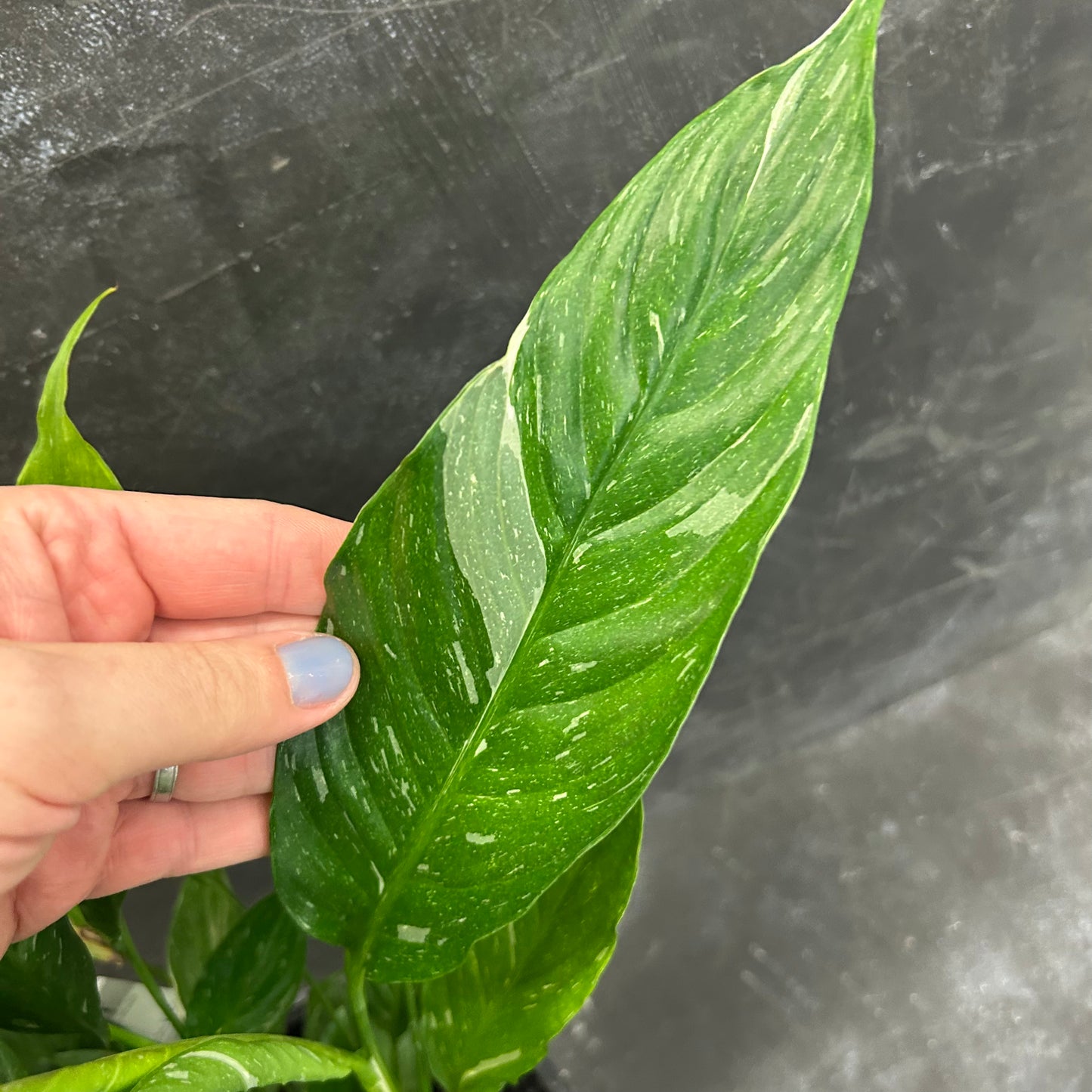 Jet Diamond Peace Lily 180mm