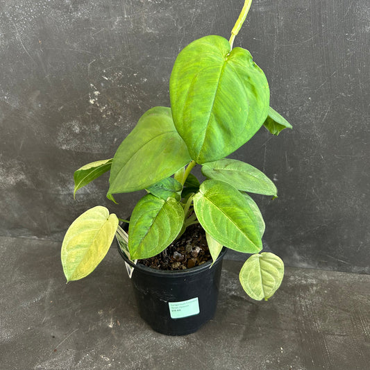 Syngonium Frosted Heart 130mm