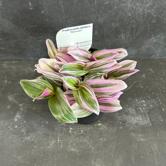 Tradescantia Nanouk 120mm