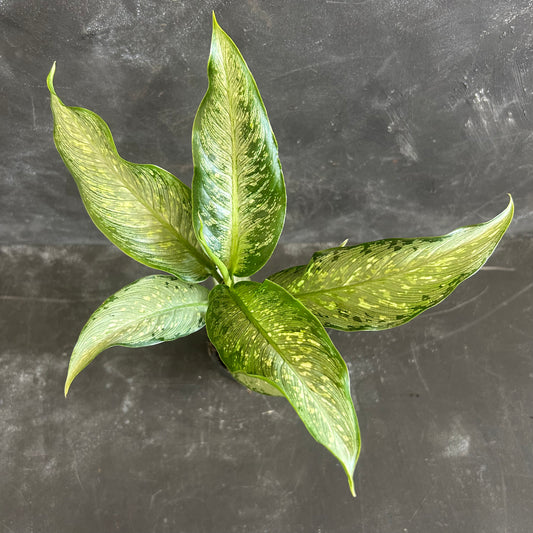 Dieffenbachia Tropical Tiki 90mm