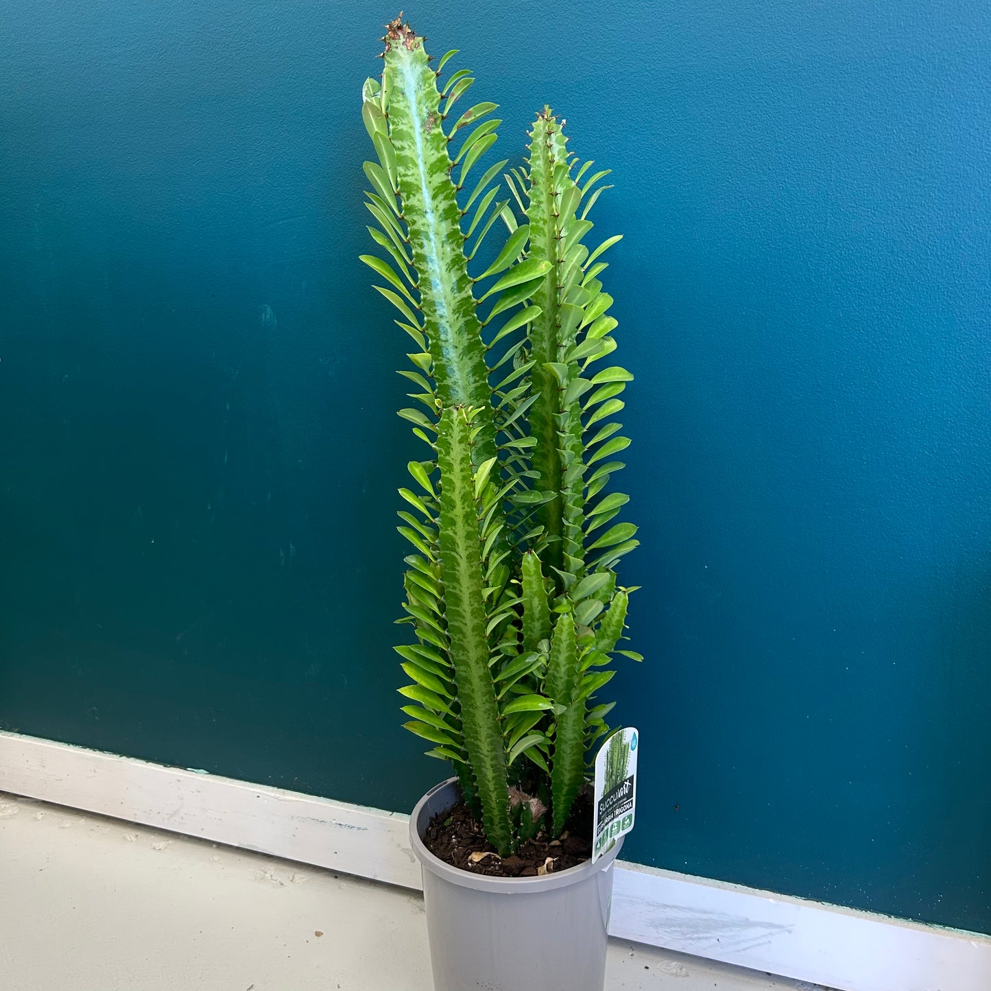 Euphorbia Trigona Green 170mm