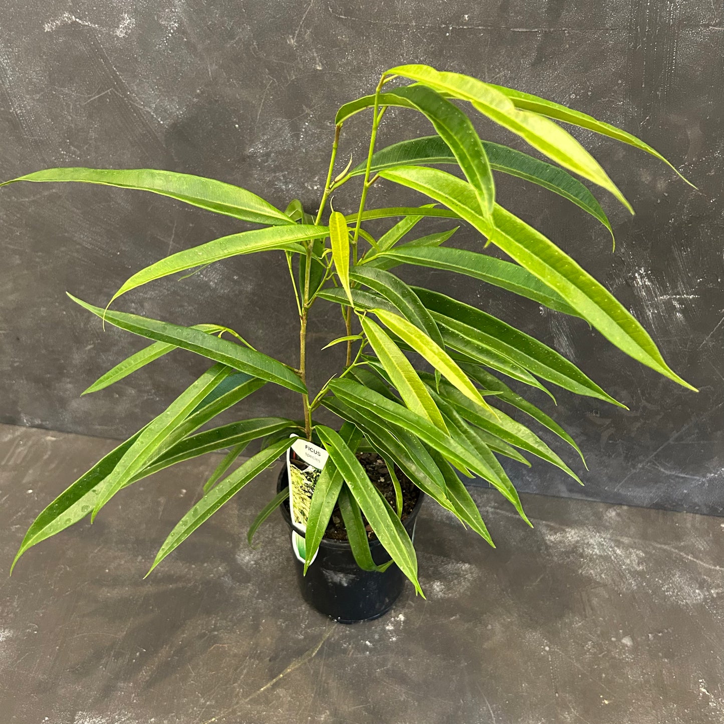 Ficus Longifolia Sabre Tooth Fig 125mm