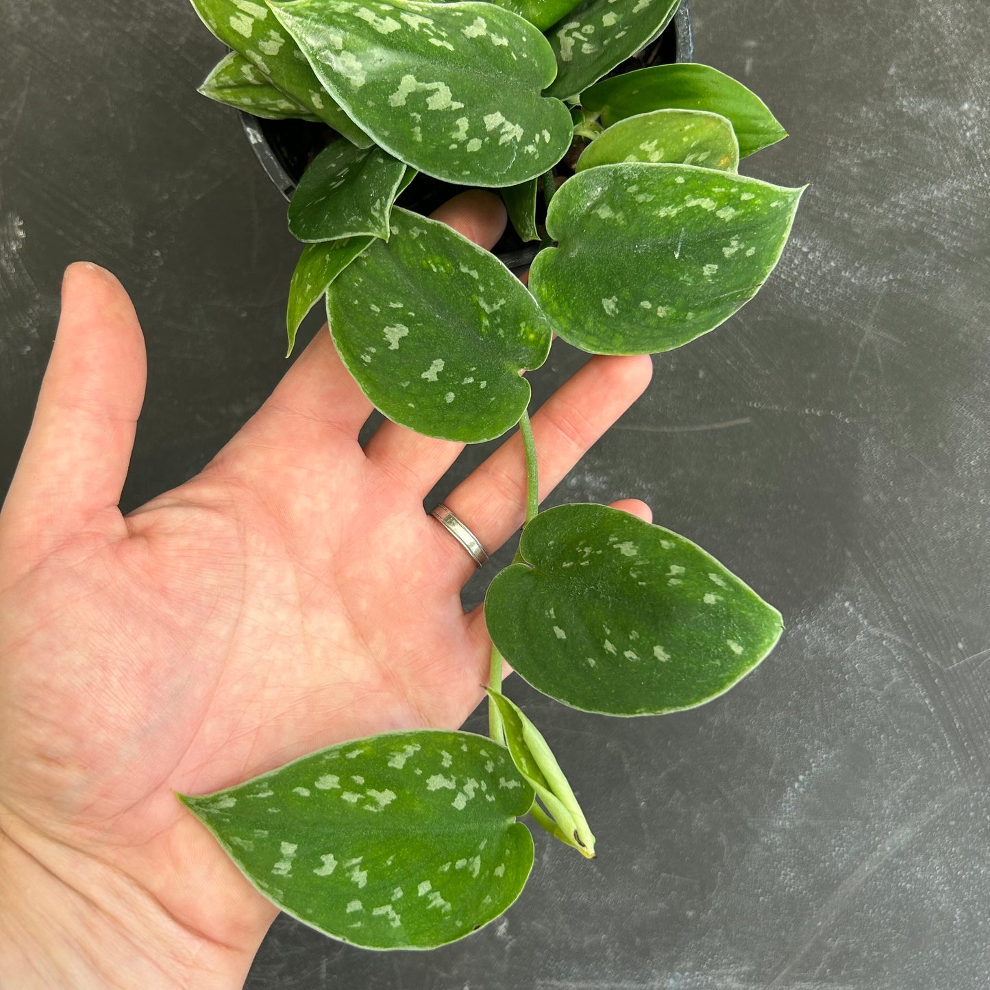 Scindapsus Pictus 130mm
