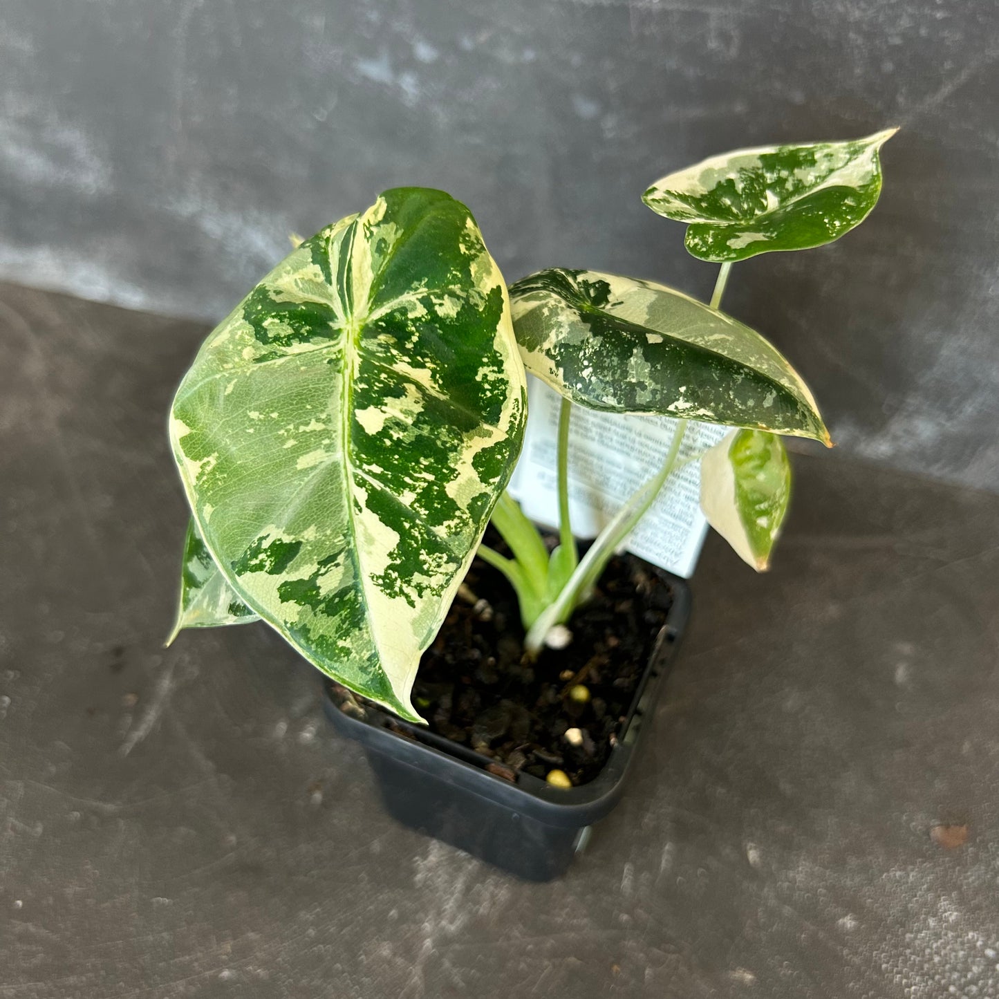 Alocasia Frydek Variegated 70mm