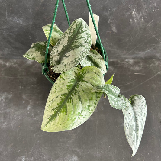 Scindapsus Pictus Exotica 175mm