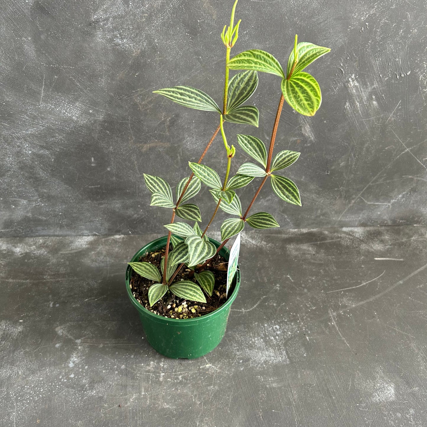 Peperomia Tetragona 140mm