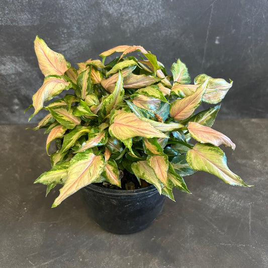 Syngonium Pink Perfection 130mm