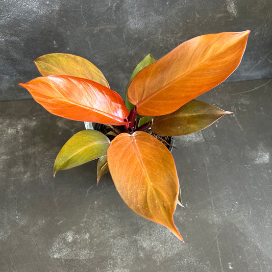 Philodendron Cherry Red 130mm