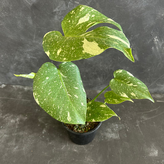 Monstera Thai Constellation 130mm