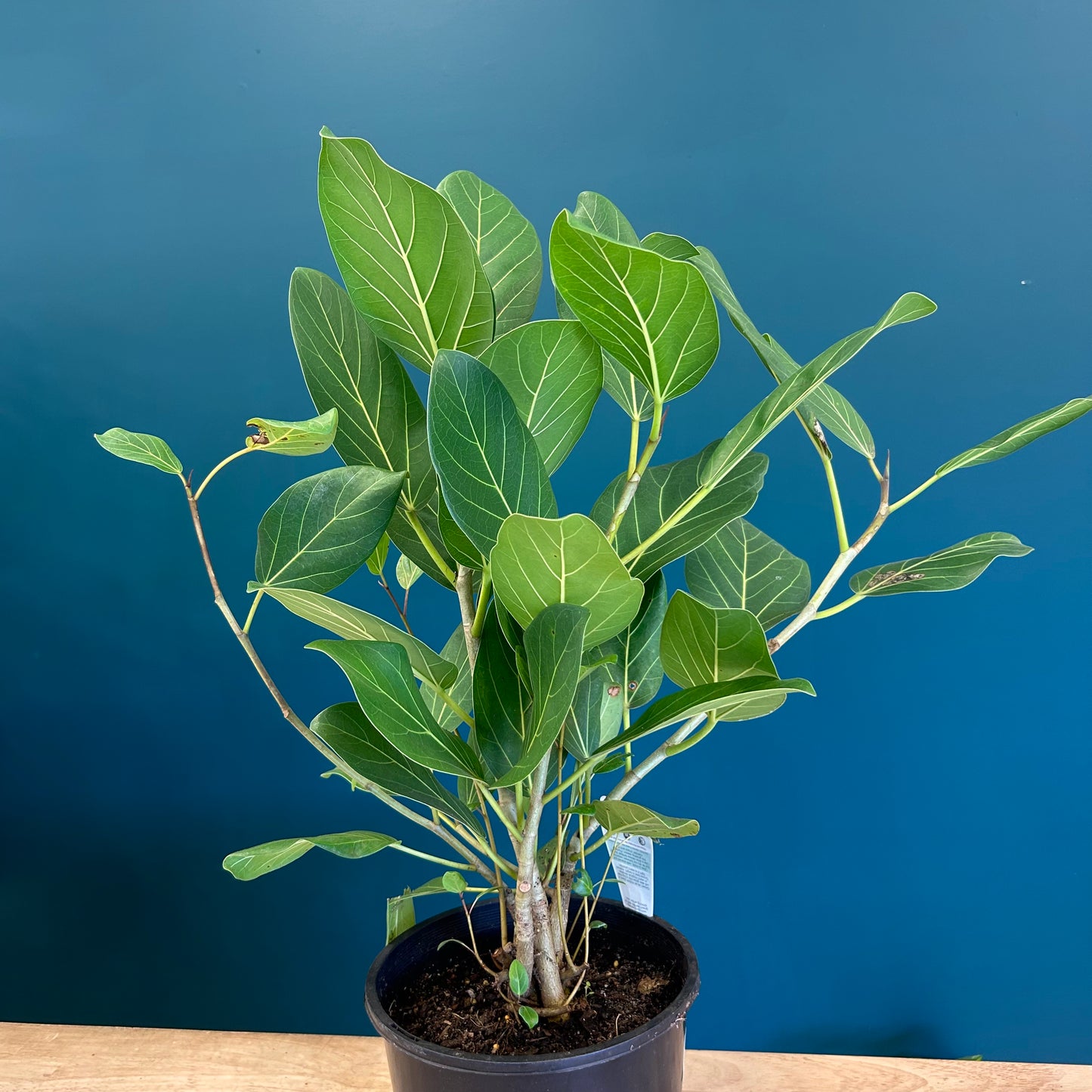 Ficus Audrey 200mm