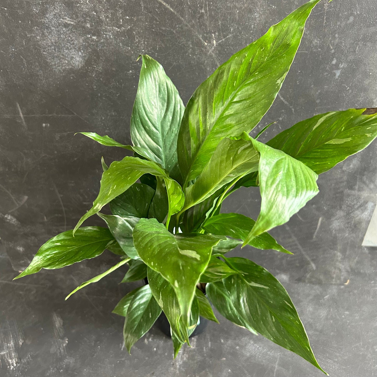 Variegated Peace Lily Jet Diamond 130mm