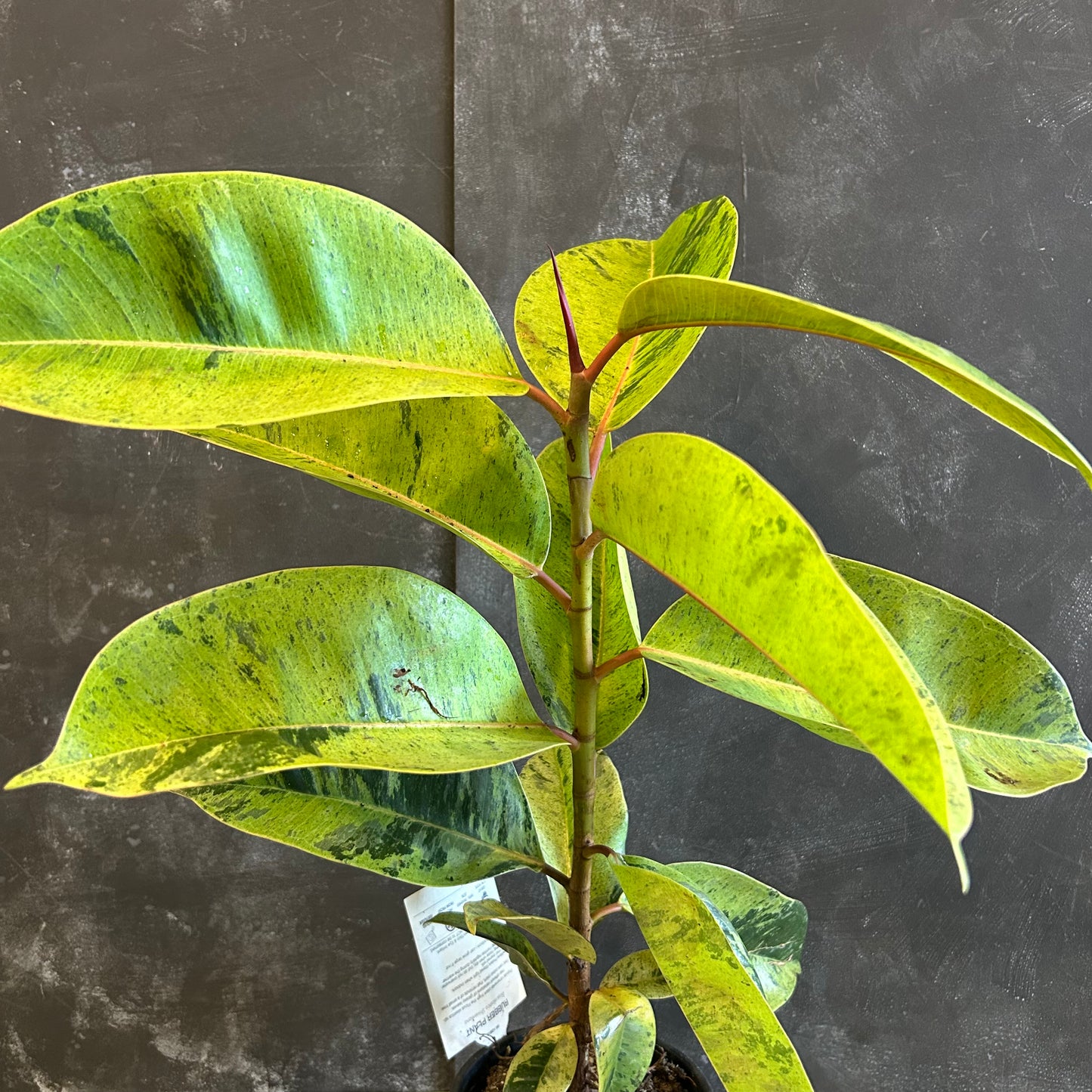 Ficus Shivereana 130mm
