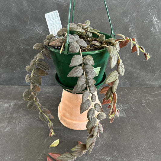 Columnea Gloriosa - Goldfish Plant 175mm