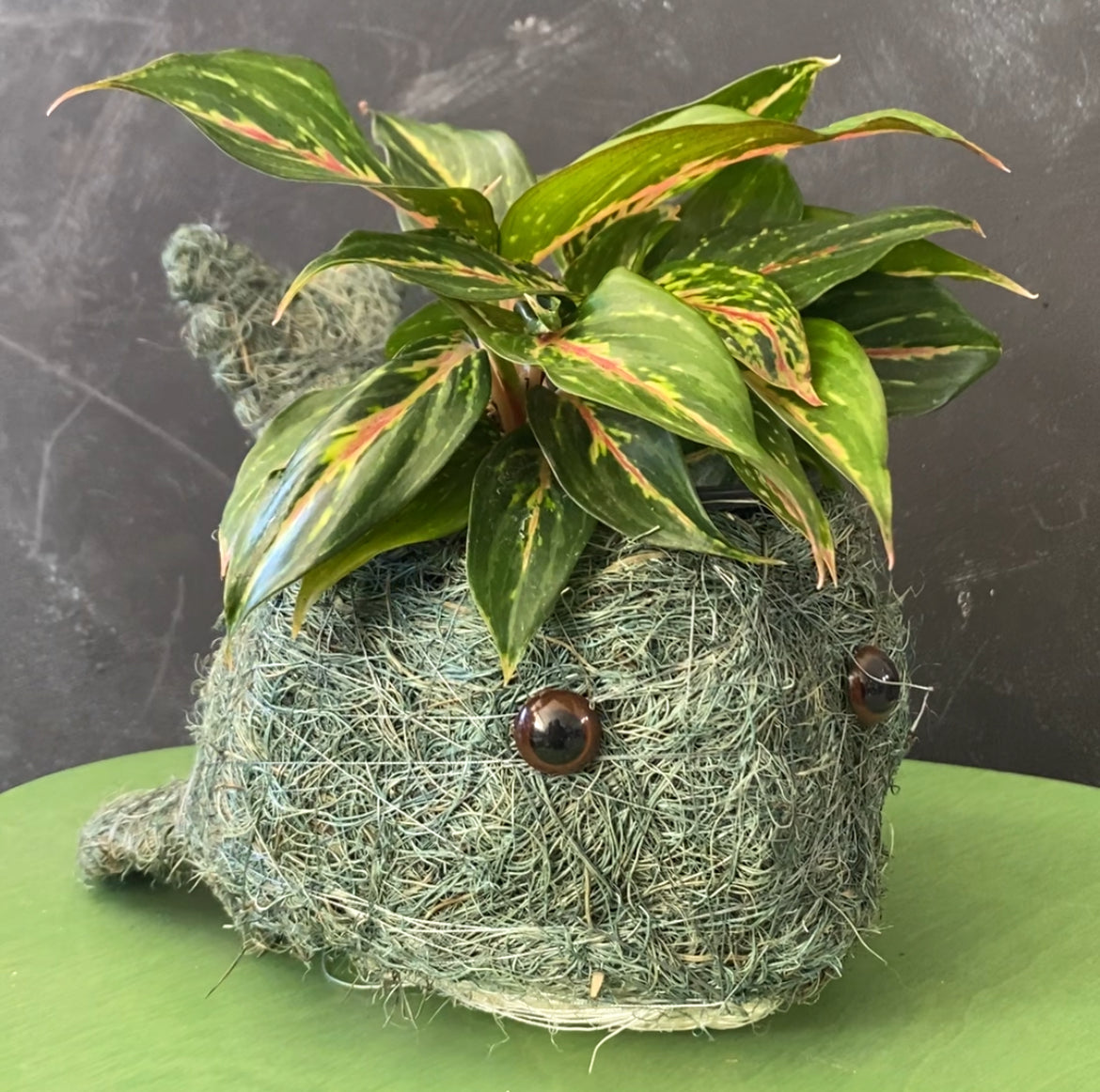 Whale Husk Planter 10cm