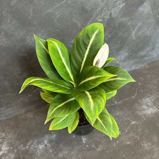 Peace Lily Silver Streak 130mm