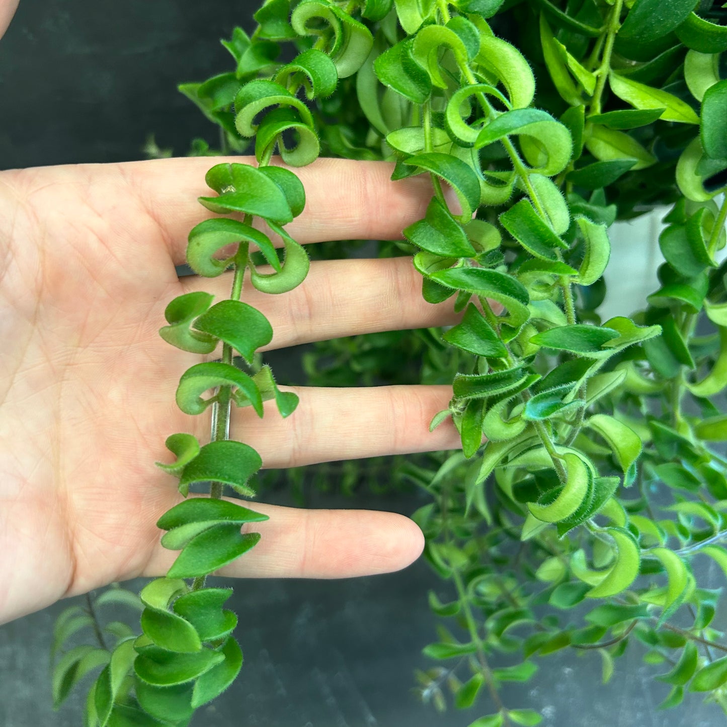 Aeschynanthus Curly Lipstick Plant 175mm